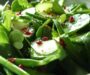 Shamrock Salad